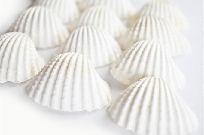 Mini Sea Shells for Aquarium Craft Shale (white, 0.2 kg) — view 5