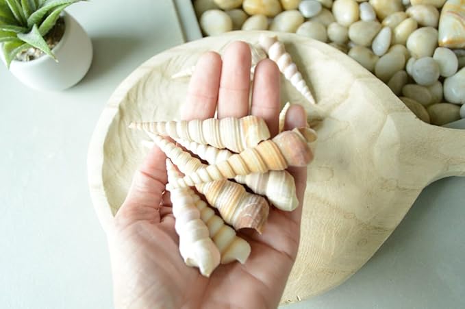 Natural Spiral Sea Shells for DIY Craft, Resin Art , Home Decor — view 2