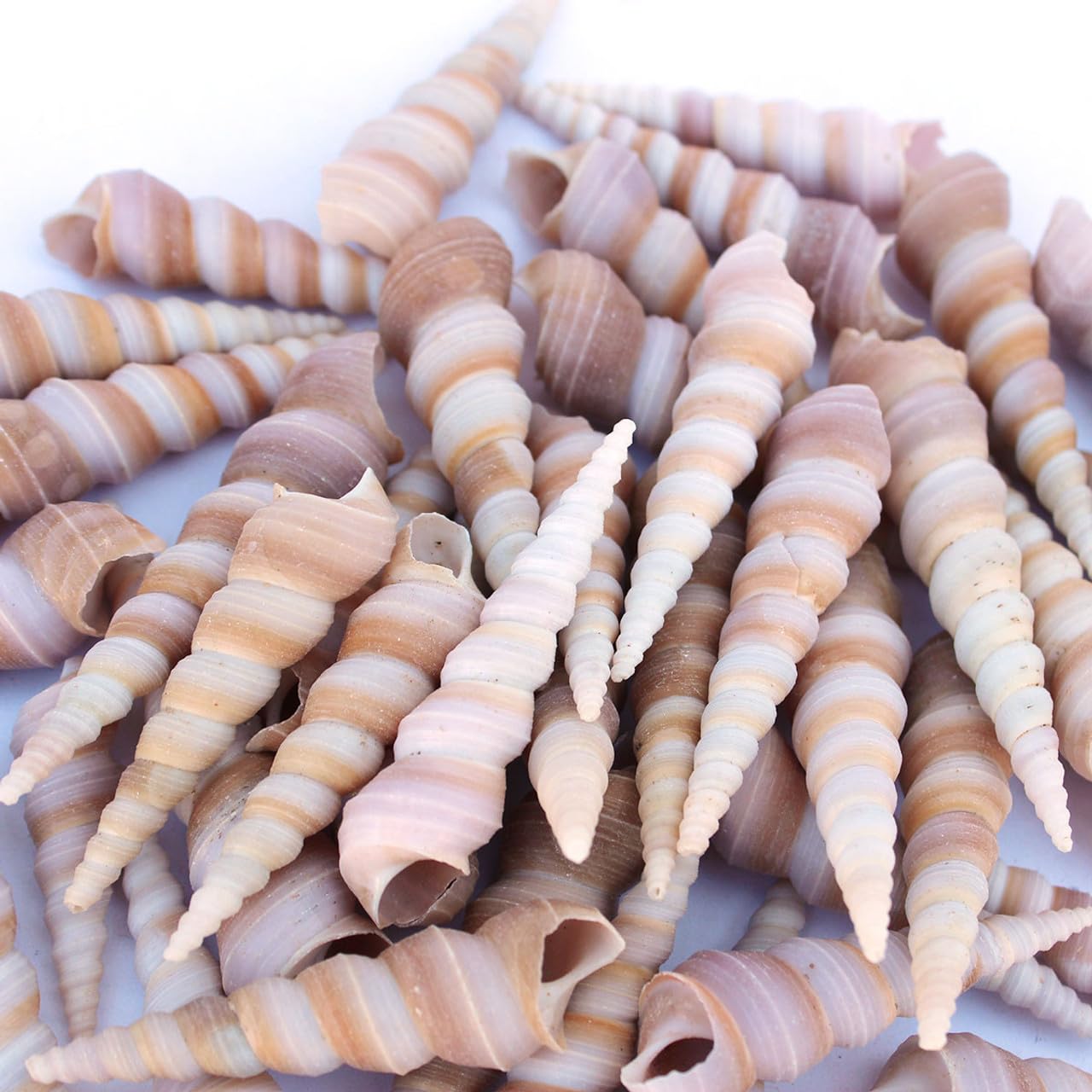 Natural Spiral Sea Shells for DIY Craft, Resin Art , Home Decor