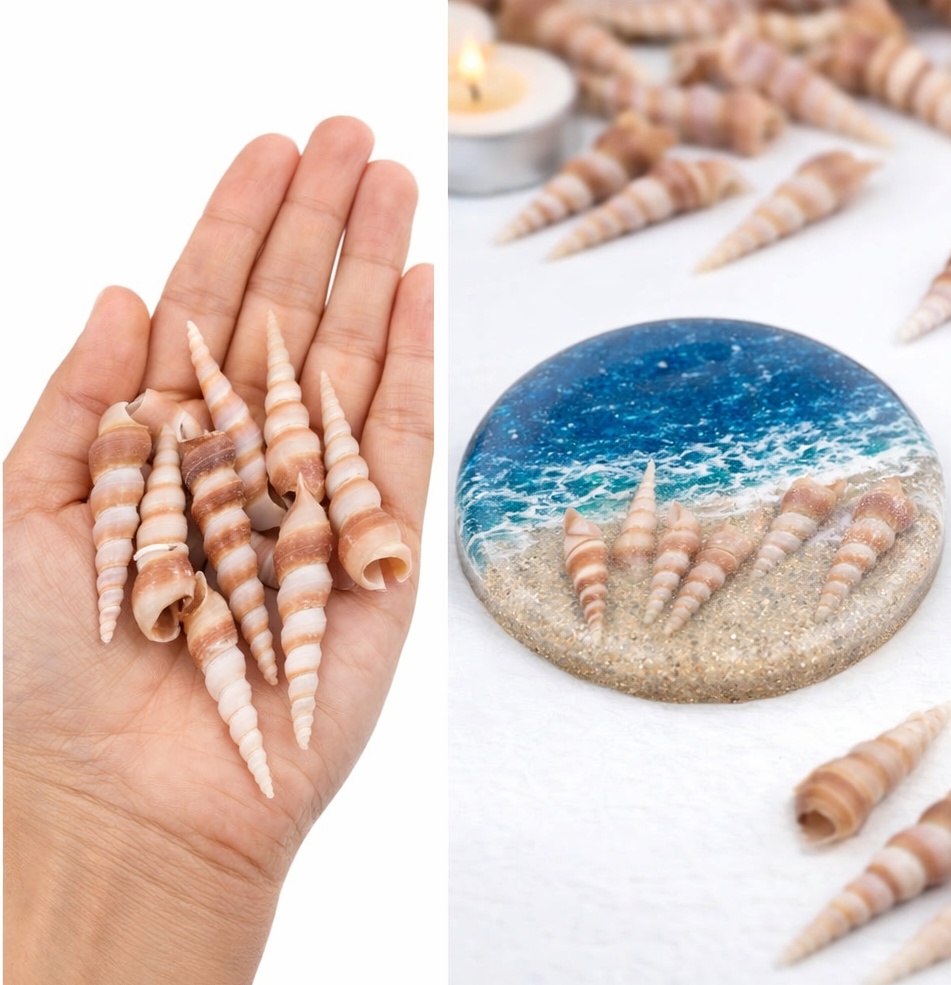 Natural Spiral Sea Shells for DIY Craft, Resin Art , Home Decor — view 3