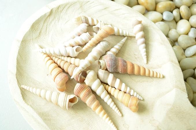 Natural Spiral Sea Shells for DIY Craft, Resin Art , Home Decor — view 4