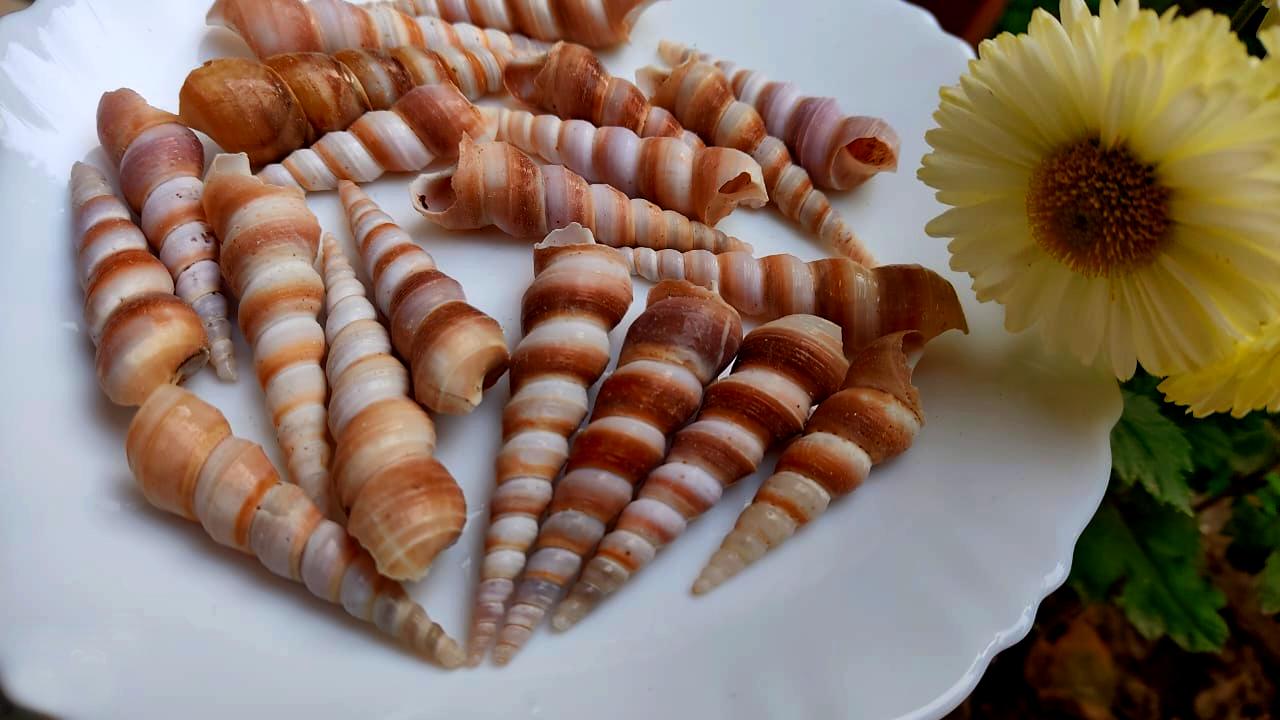Natural Spiral Sea Shells for DIY Craft, Resin Art , Home Decor — view 5
