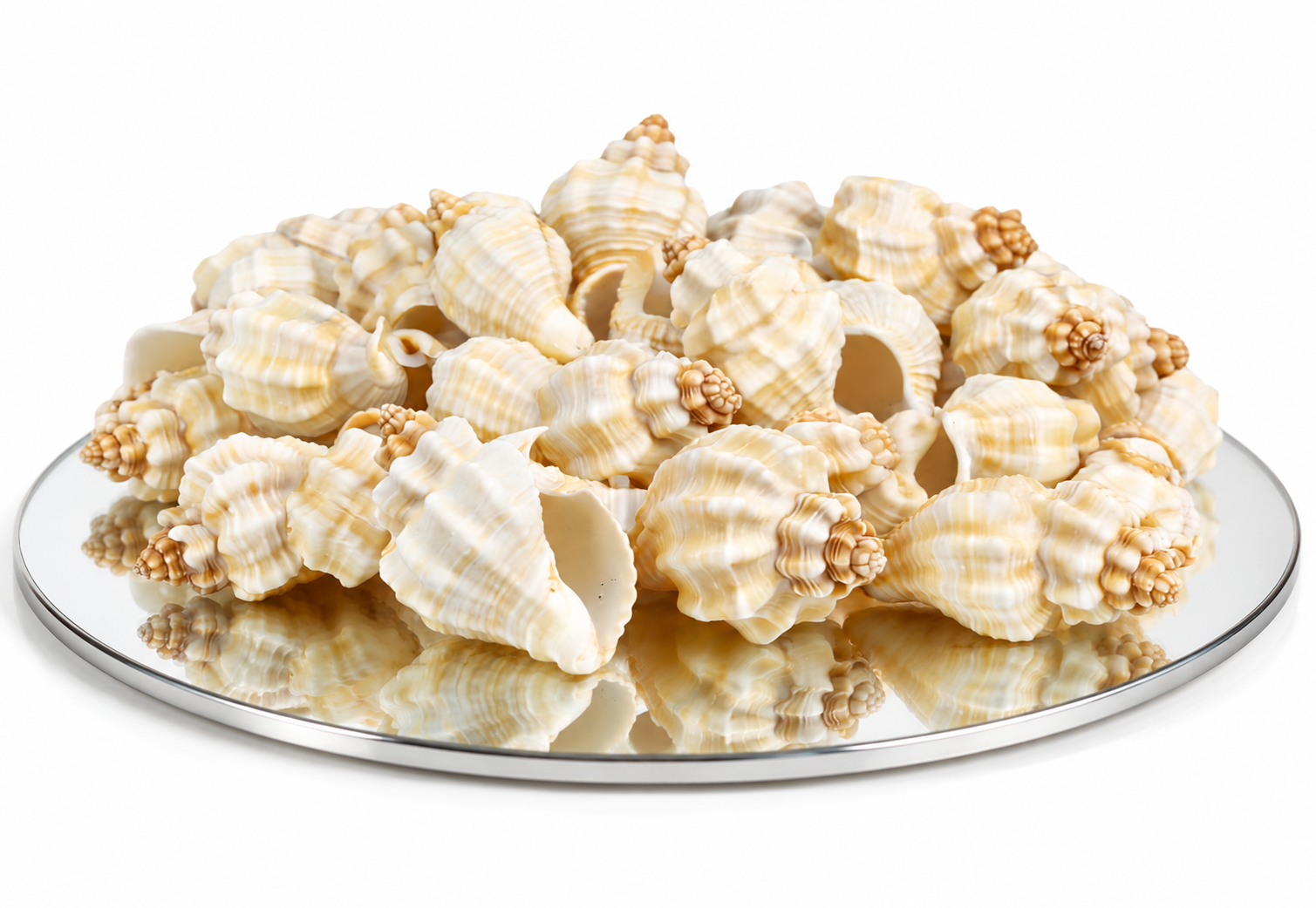 Natural Spiral Sea Shells (200g) for Crafts, Aquarium Decor, and Home Styling