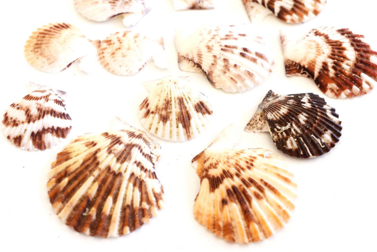 Natural Scallop Sea Shells (200g) for Crafts, DIY, and Home Decor