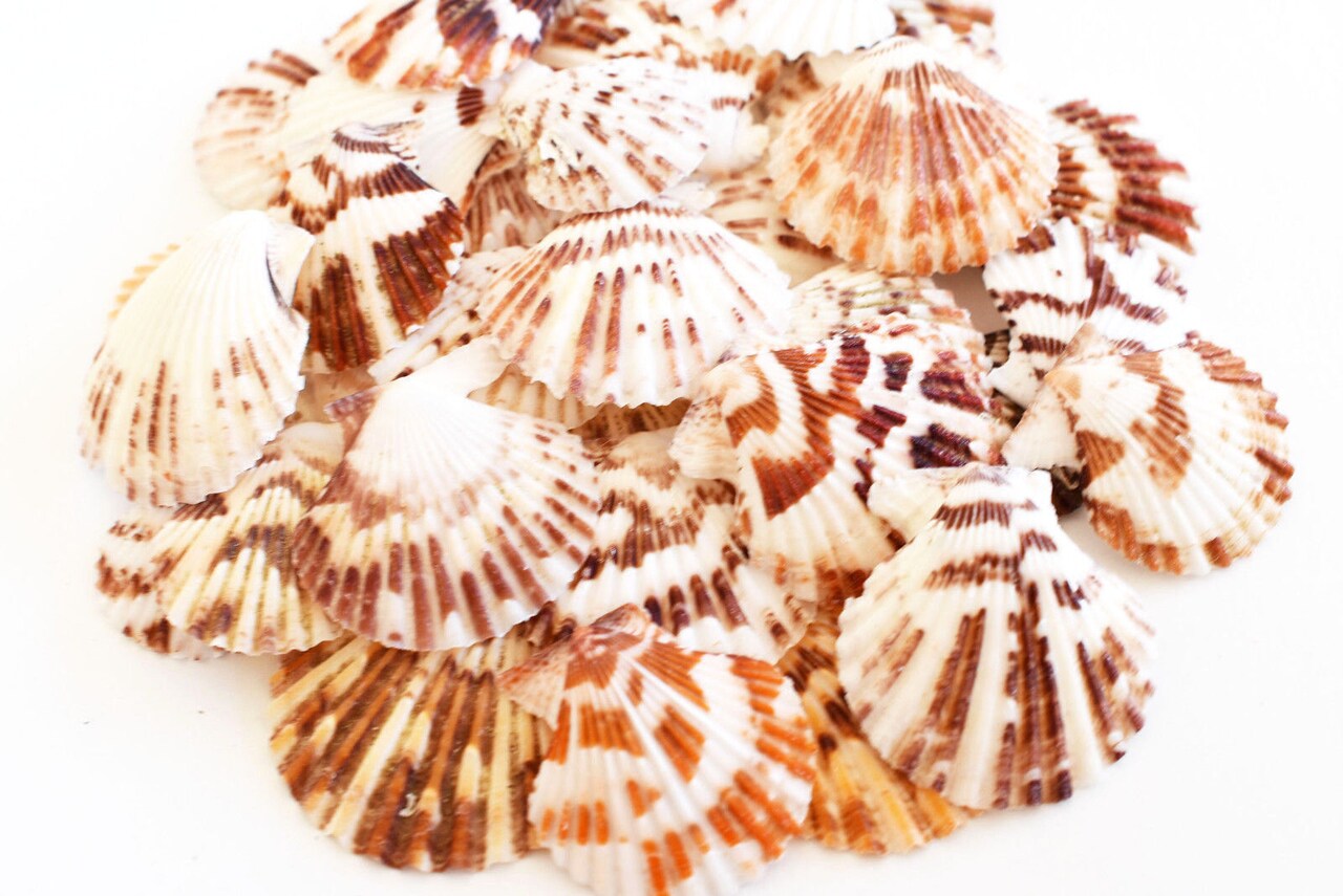 Natural Scallop Sea Shells (200g) for Crafts, DIY, and Home Decor — view 3