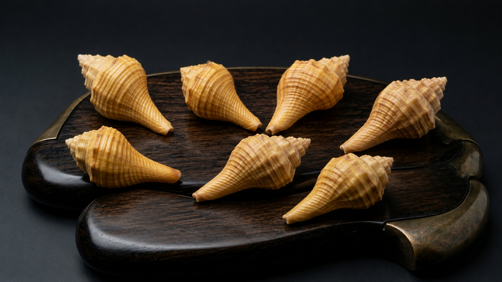 Natural Decorative Spiraled Sea Shells for Home Decor and Crafts (6 Piecs) — view 3