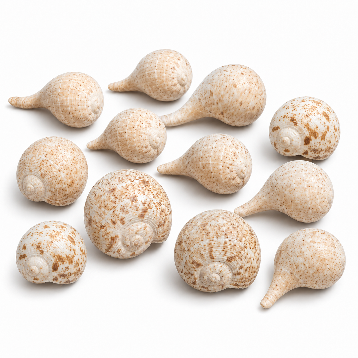 Premium Natural Sea Shells for Crafts Home Decor - Set of 10 Pieces (3-5 cm)