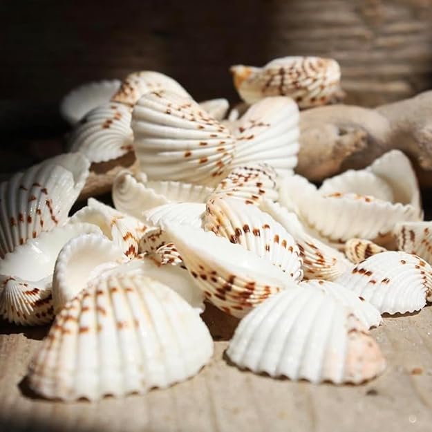 Premium Natural White Sea Shells (200 g) with Brown Spots for Crafts, Home Decor, and Aquarium