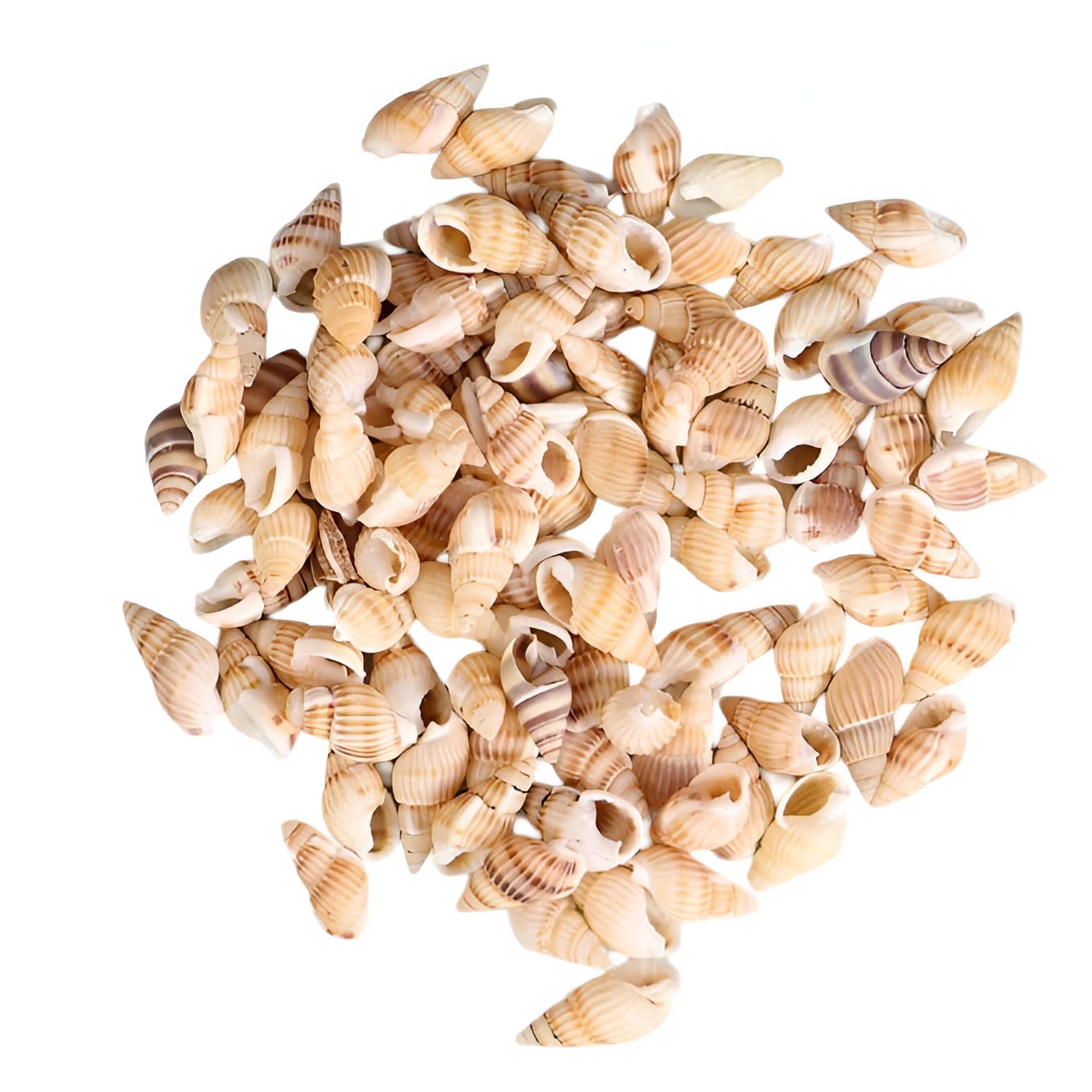 Premium Natural Mini Sea Shells (200g) for Crafts, Resin Art, and DIY Home Decor