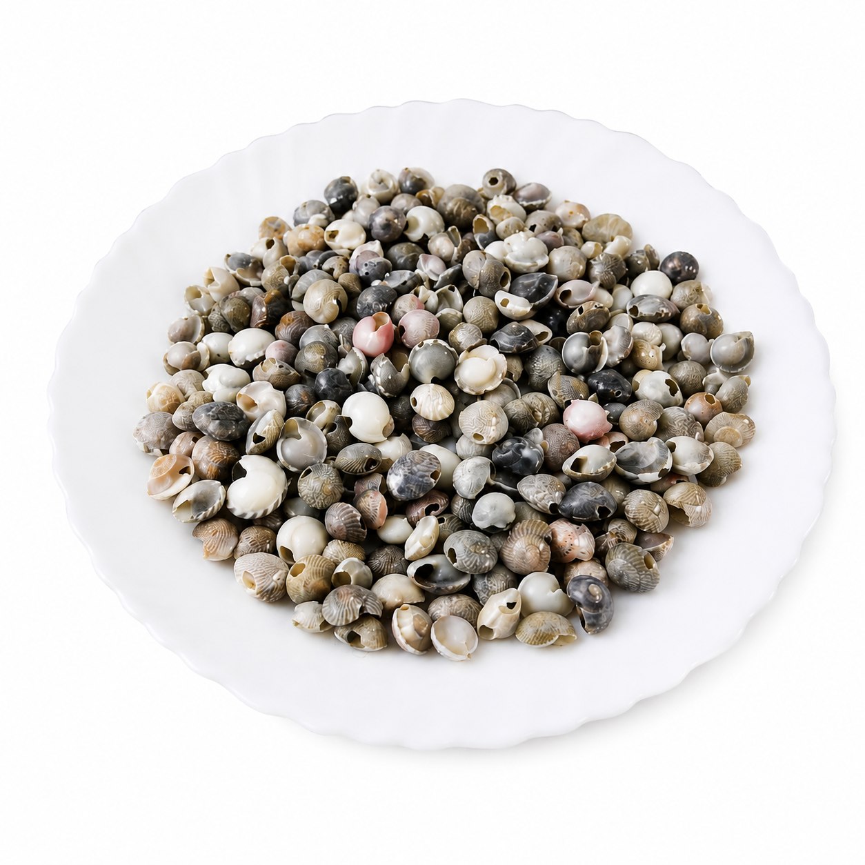 Premium Natural Baby Clam Shells (Cleansed, Dried) 200 g for Crafts, Home Decor , Aquariums