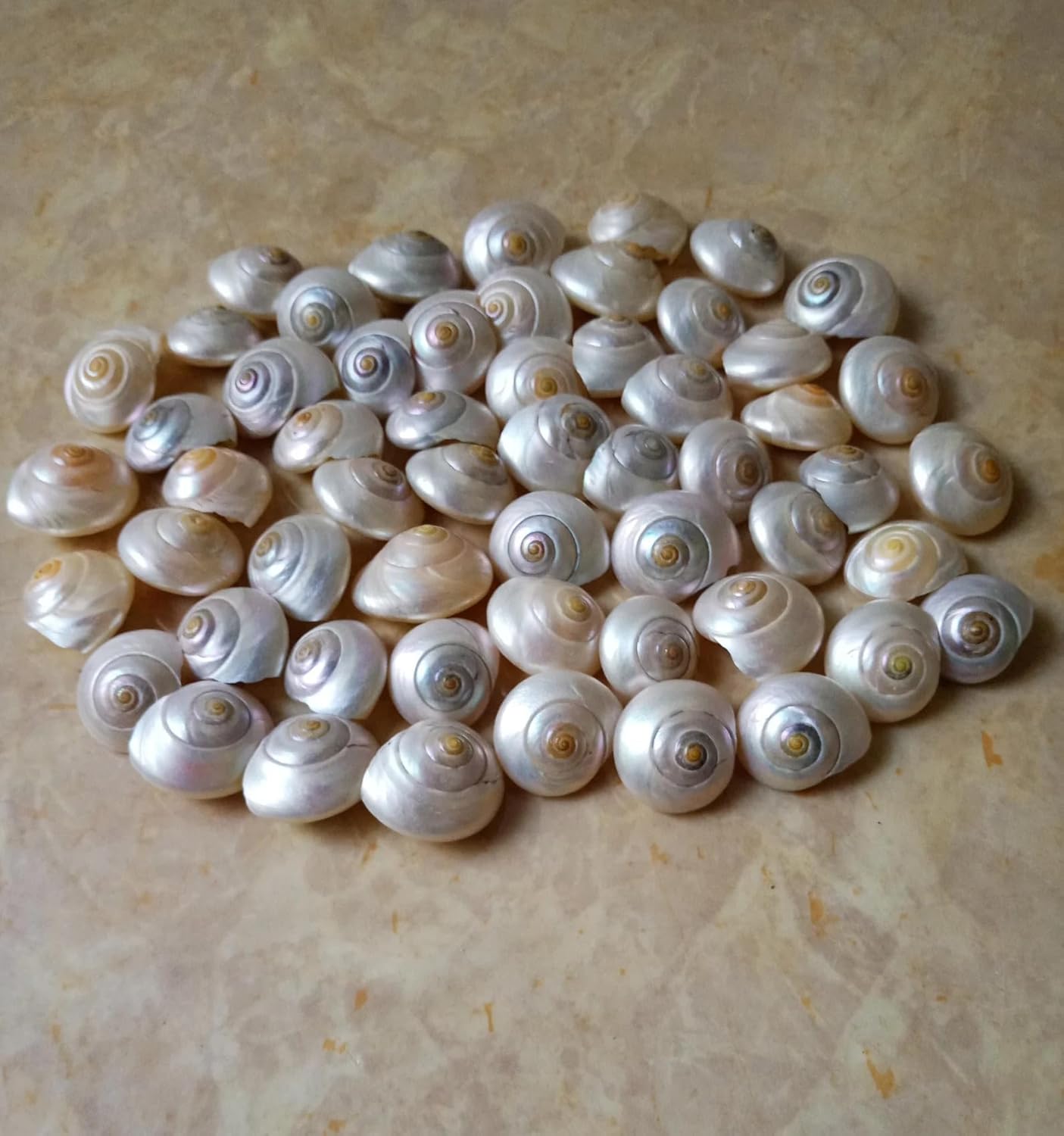 Premium Natural Baby Clam Shells (Cleansed, Dried) 200 g for Crafts, Home Decor , Aquariums