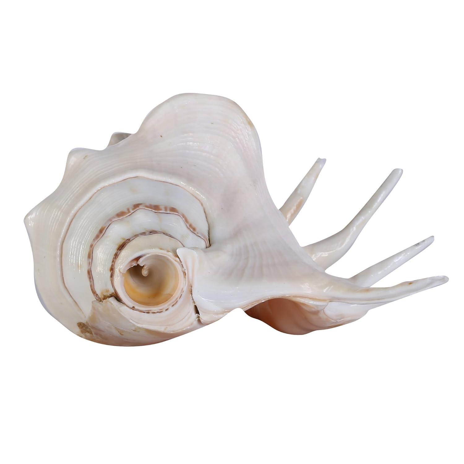 Premium Natural Pooja Shankh , Home Decor, Vastu