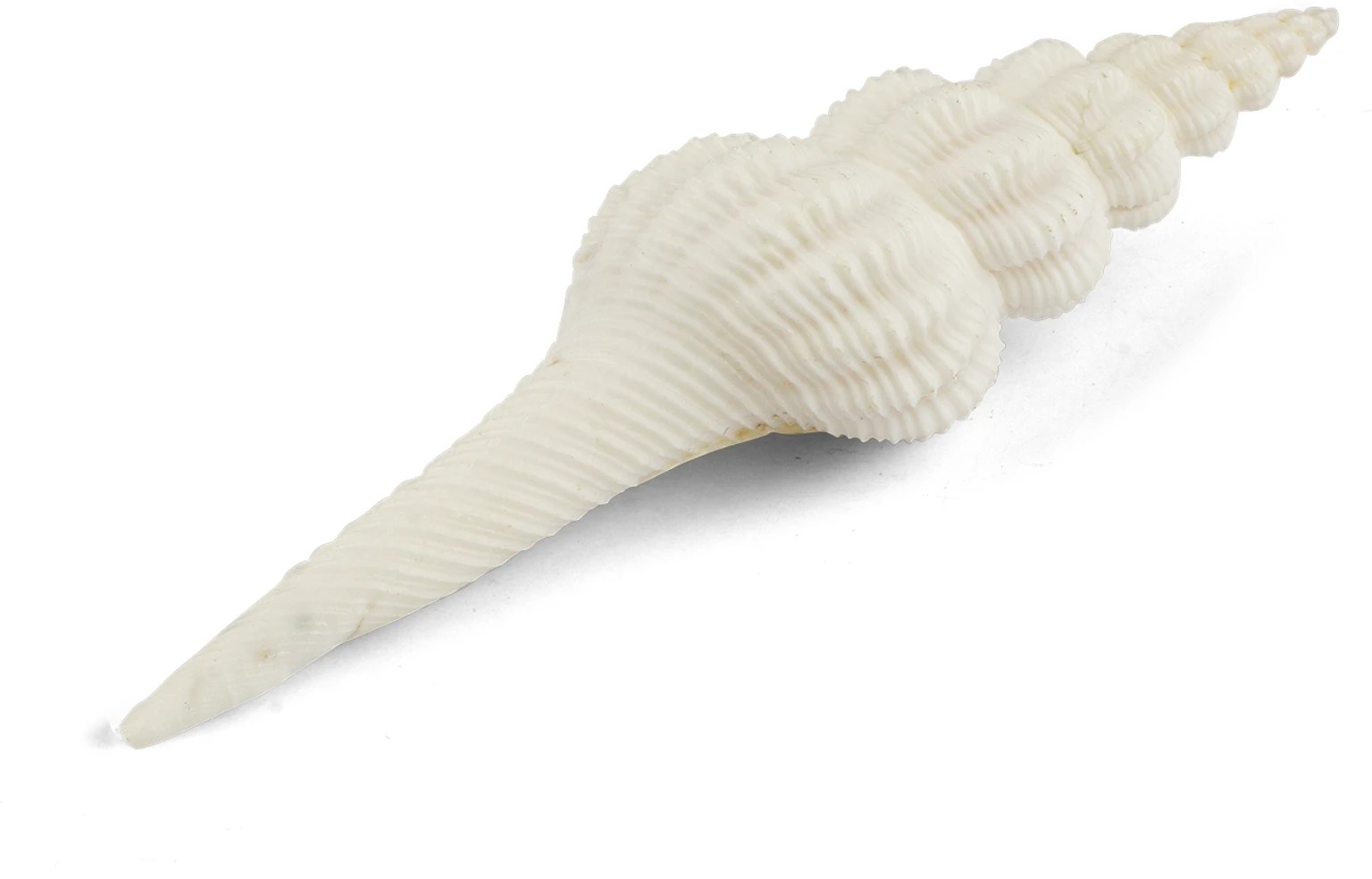 Premium White Decorative Long Non-Blowing Narayan Shankh, Spindle Sea Shell for pooja, home decor
