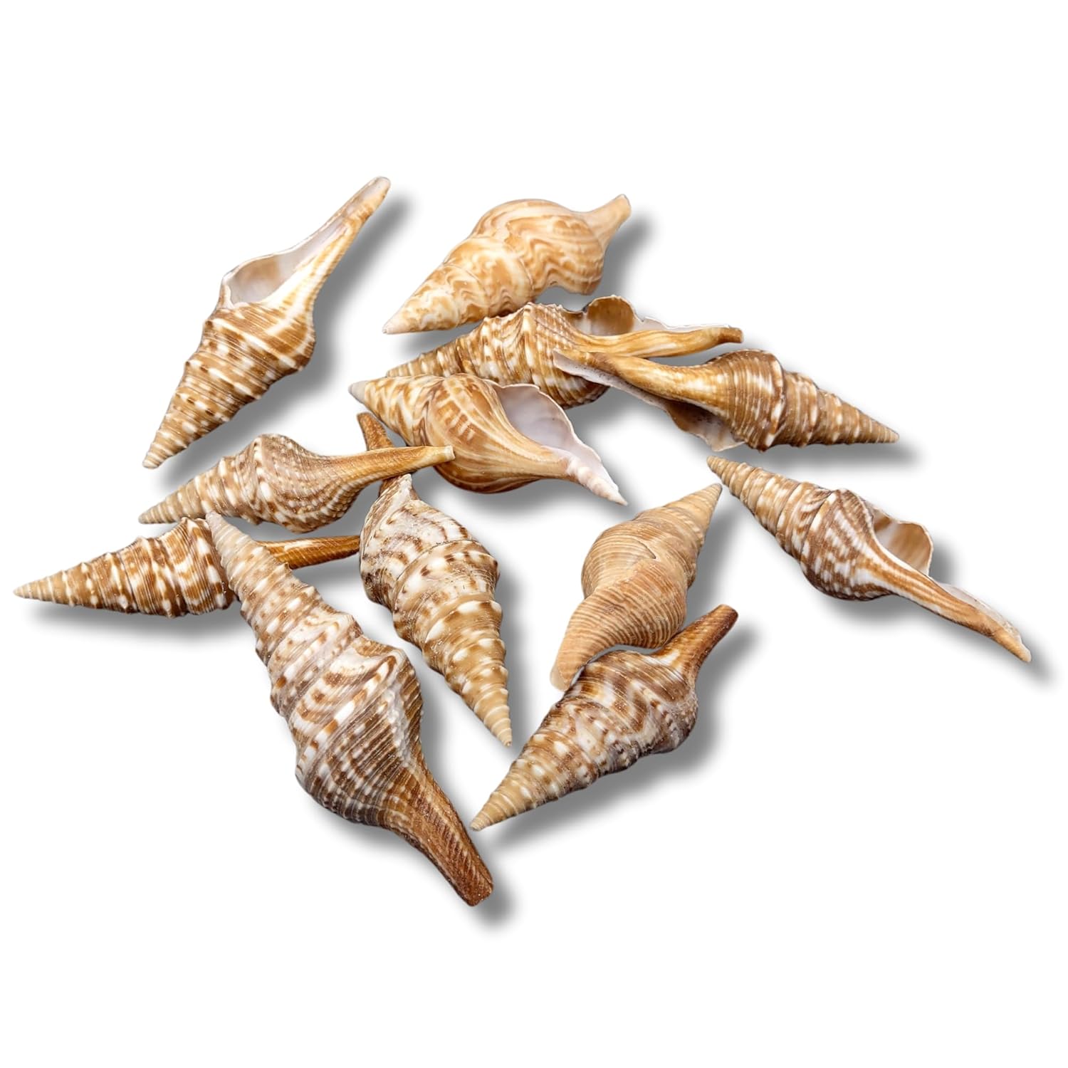 Natural Spiral Sea Shells for Craft (200 g) Home Decoration,  DIY Projects