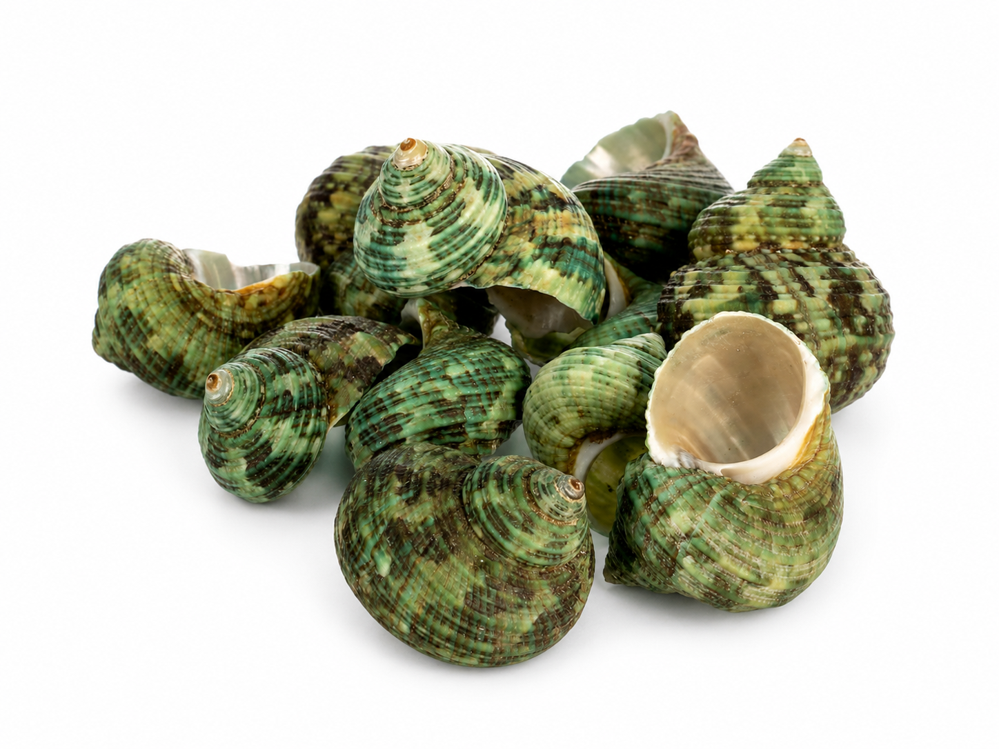 Natural Green Turbo Shells (200 g) Pearlescent Sea Snail Shells for Home Decor and Crafts