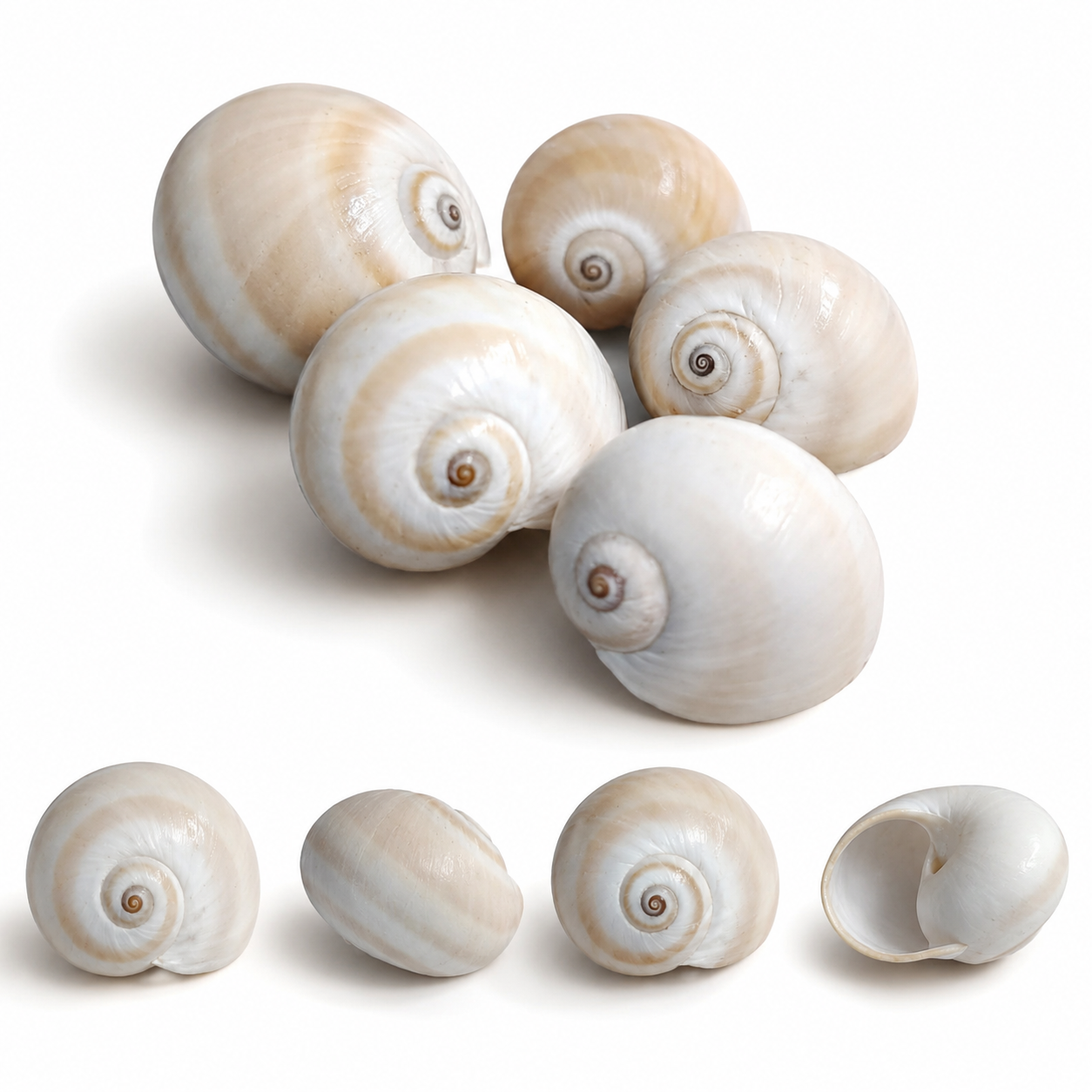 Premium Natural White Beige Spiral Sea Shells (200 g) for Home Decor , Craft