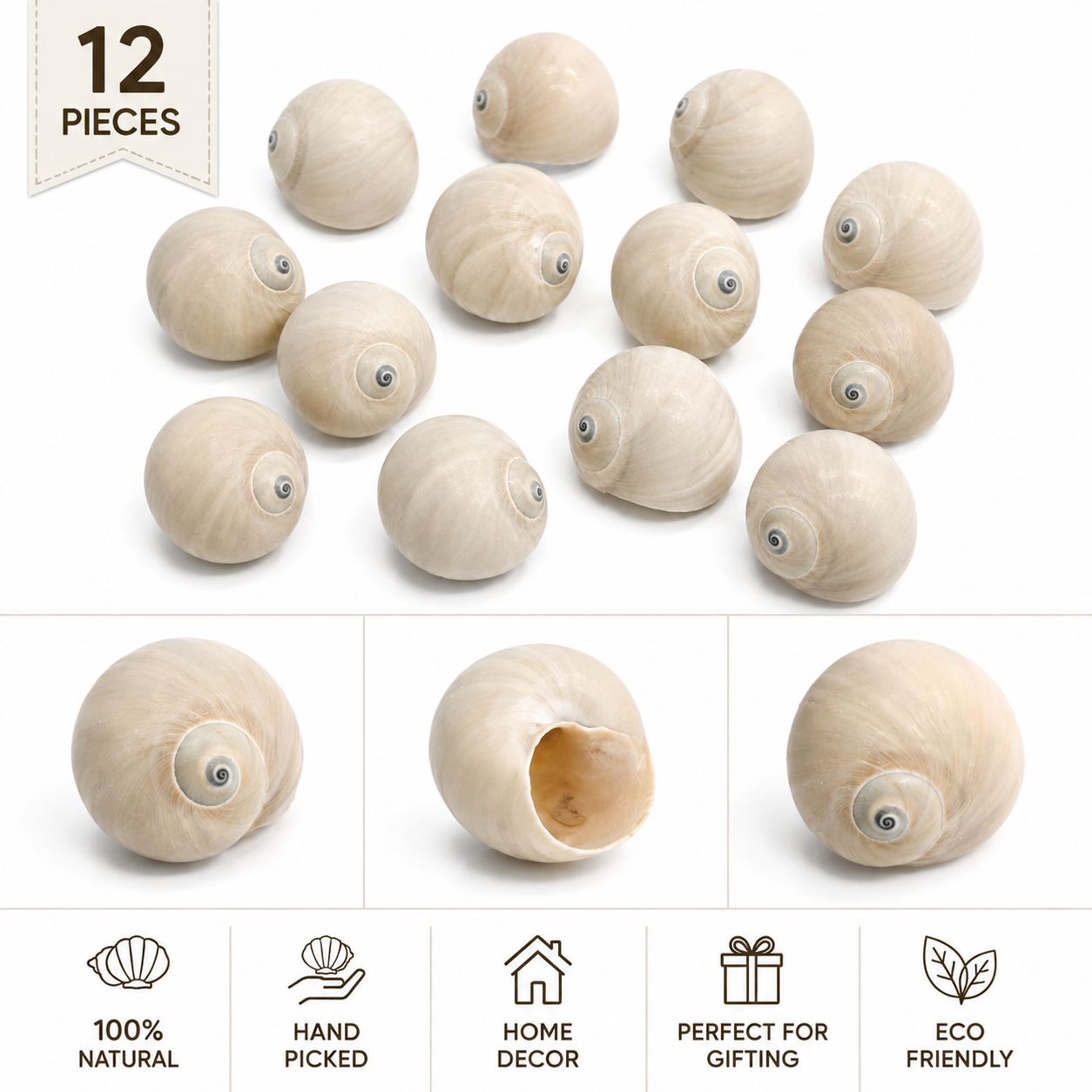 Premium Natural White Turbo Shells (12 Pieces) for Home Decor and DIY Crafts