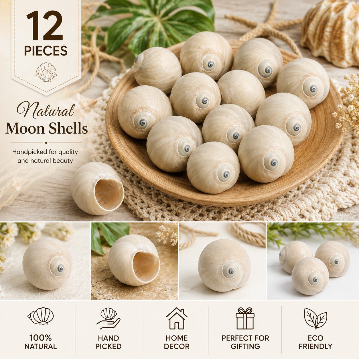 Premium Natural White Turbo Shells (12 Pieces) for Home Decor and DIY Crafts — view 3