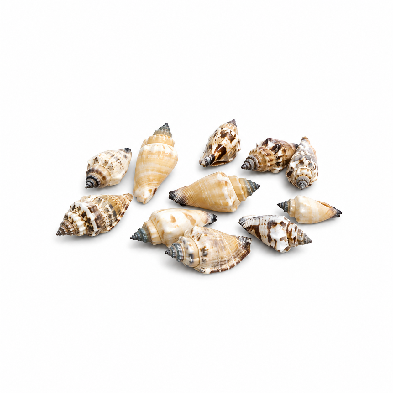 Premium Natural Conch Sea Shells(200 g) for Crafts , Home Decor