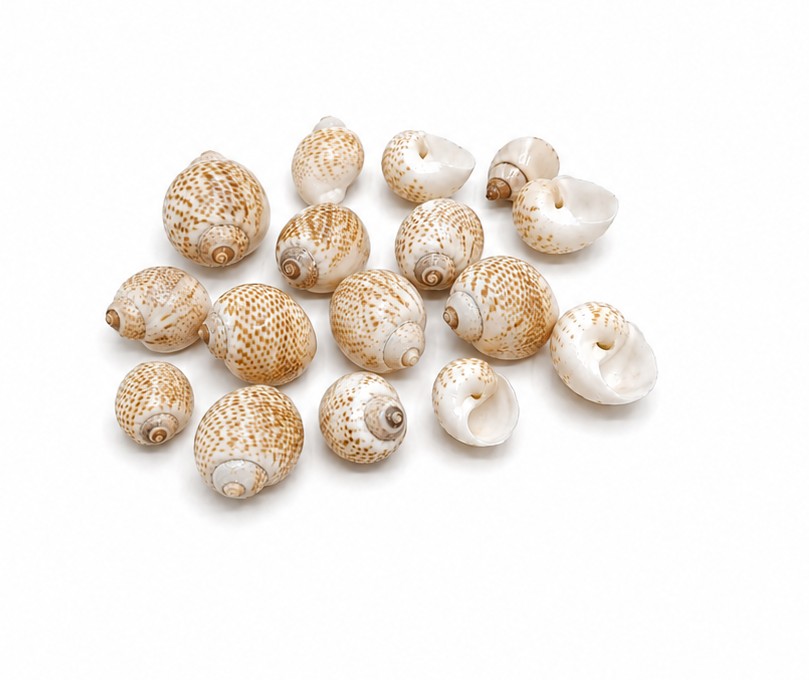 Premium Natural Baby Turbo Sea Shells (200 g) for Crafts , Decor