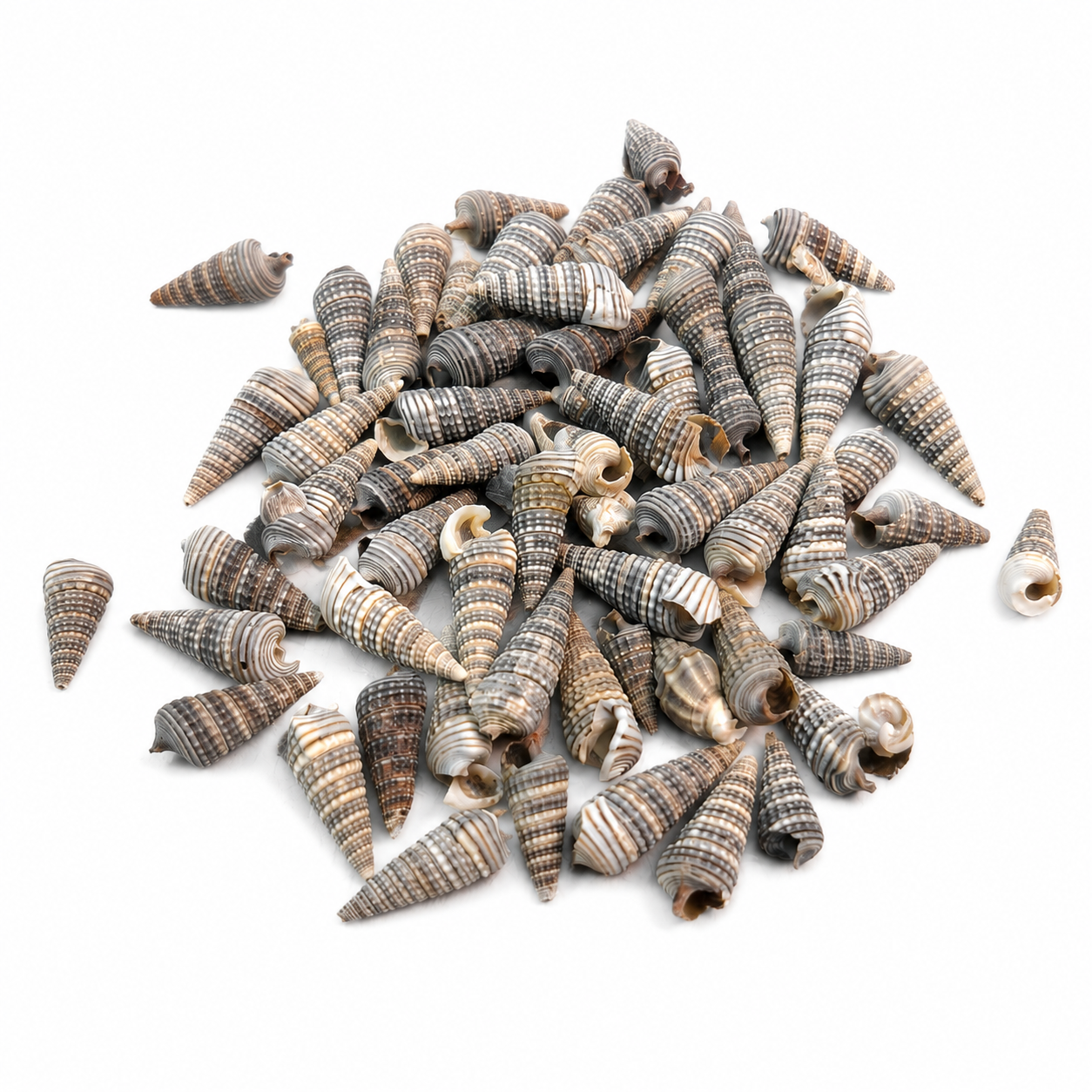 Natural Spiral Sea Shells for Crafts, Aquarium , Home Decor(200 g)