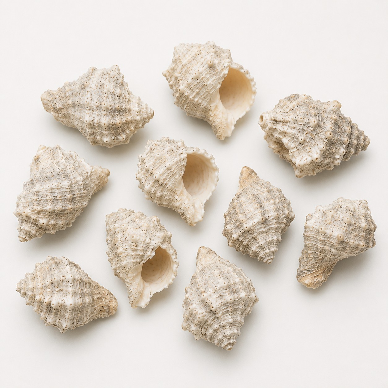 Natural Sea Shells Pack of 10 Pieces for Home Décor, Crafts, DIY