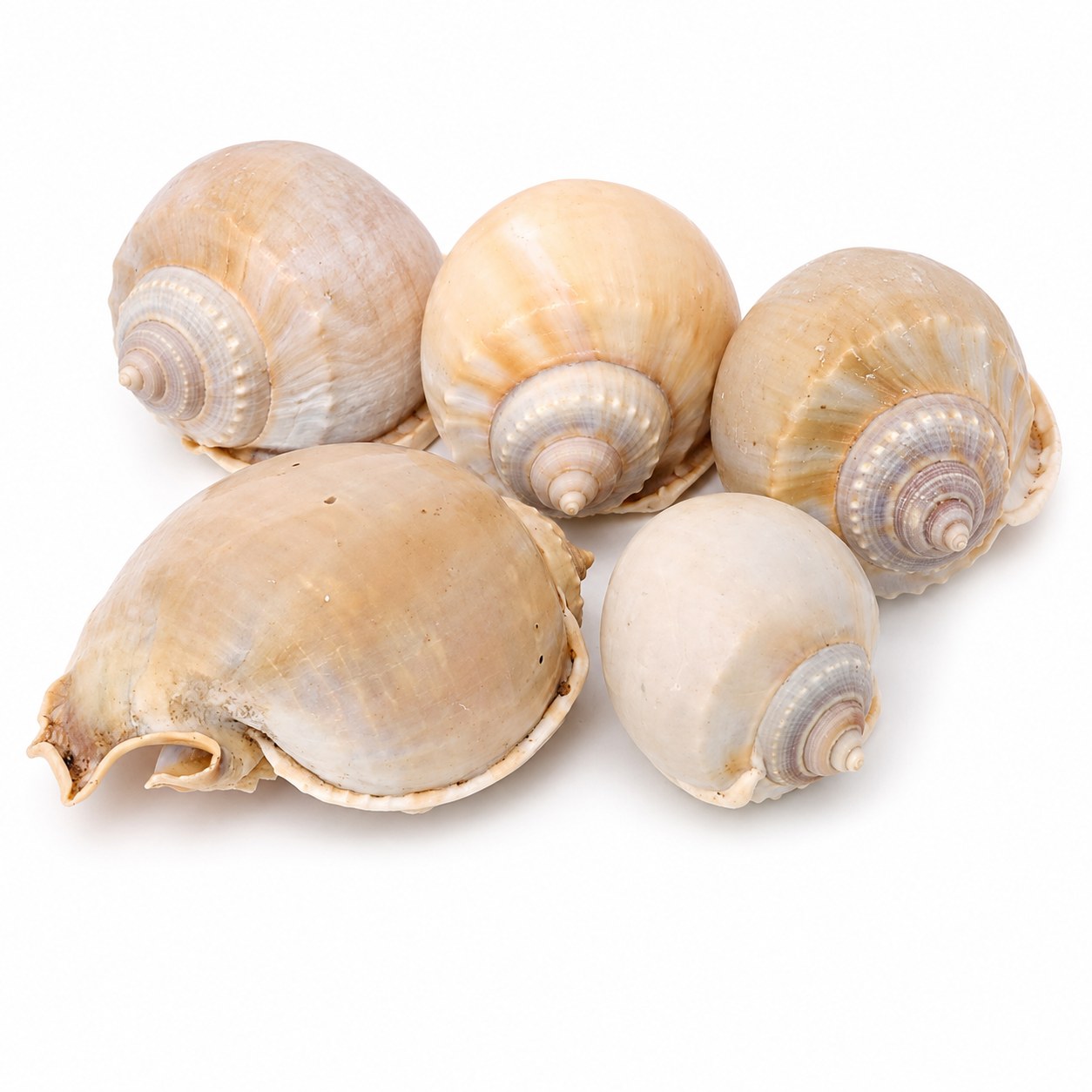 Round Bonnet Shells - Decorative Shells for Aquarium, Vase Filler & DIY Craft (100g Pack)