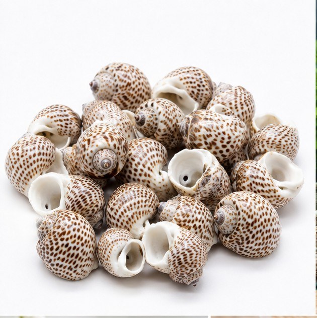 Brown Spotted Conch Shells - Decorative Shells for Aquarium, Vase Filler & DIY Craft (400g Pack)