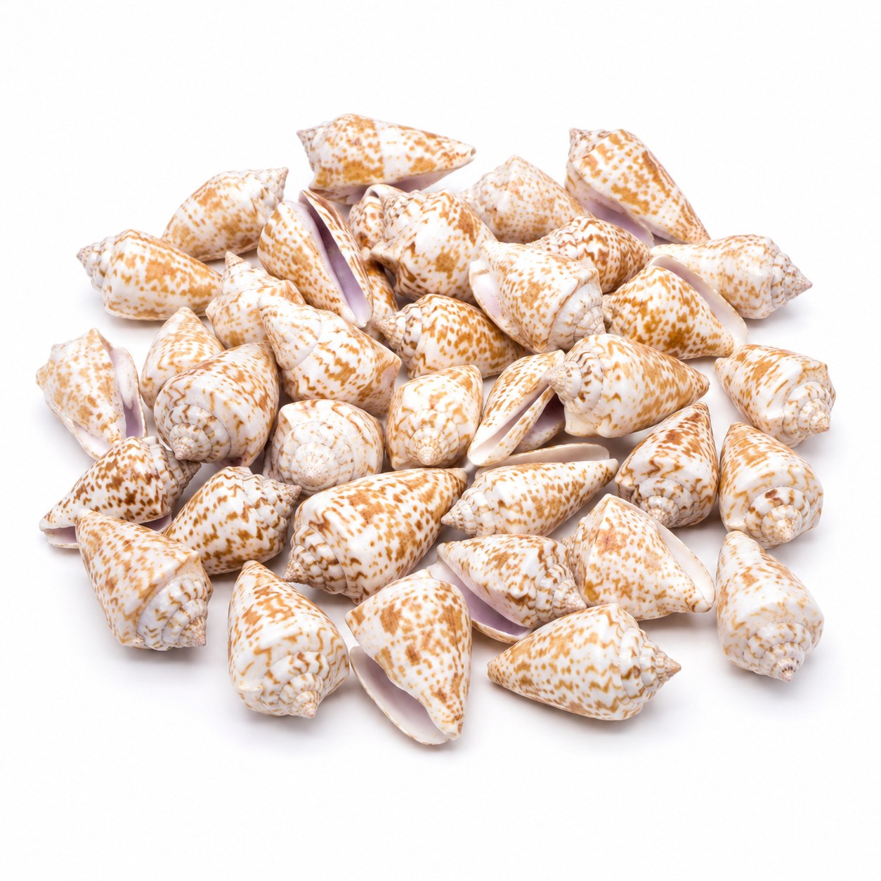 Brown Patterned Conch Shells - Decorative Shells for Aquarium, Vase Filler & DIY Craft (100g Pack)