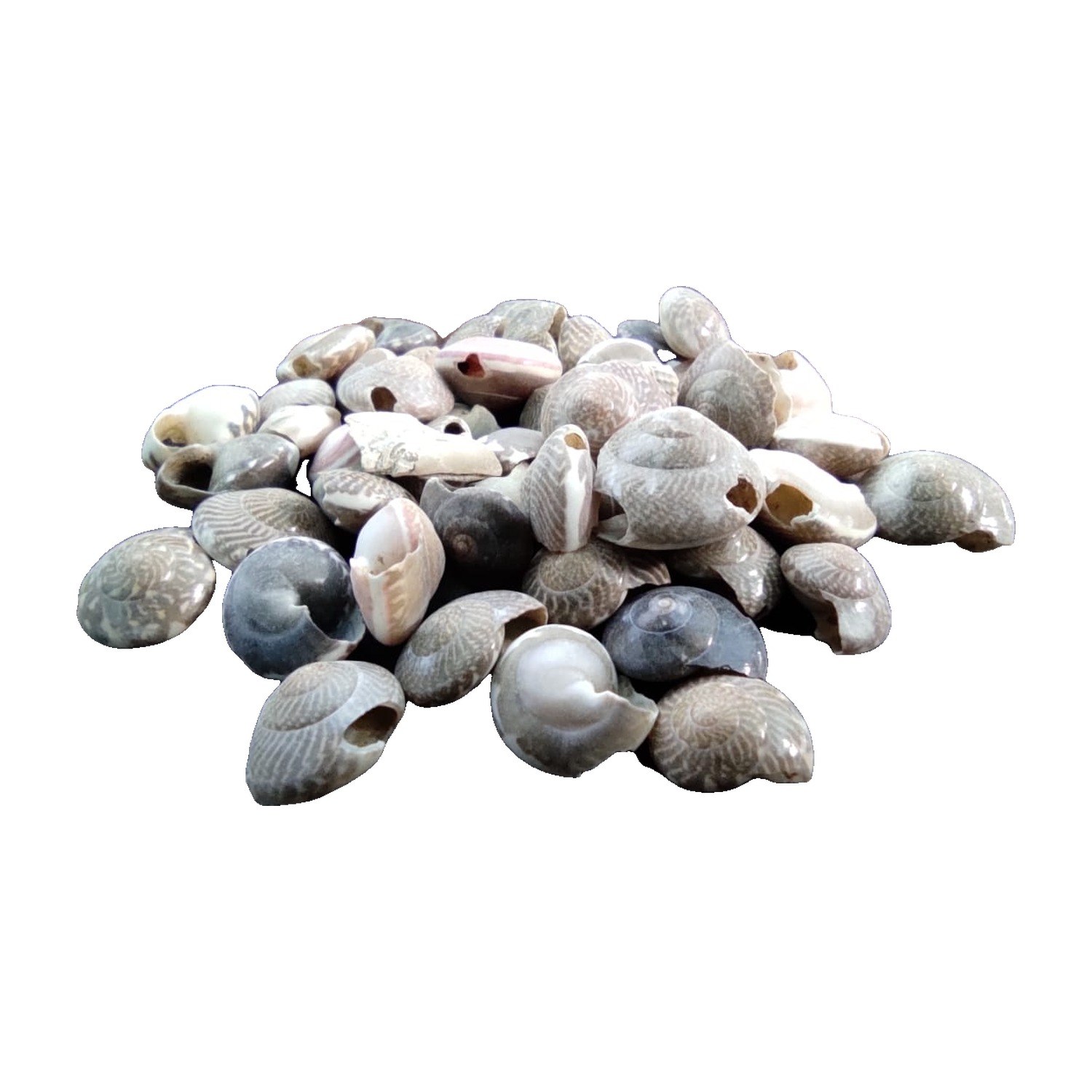 Button Top Shells - Decorative Shells for Aquarium, Vase Filler & DIY Craft (300g Pack)