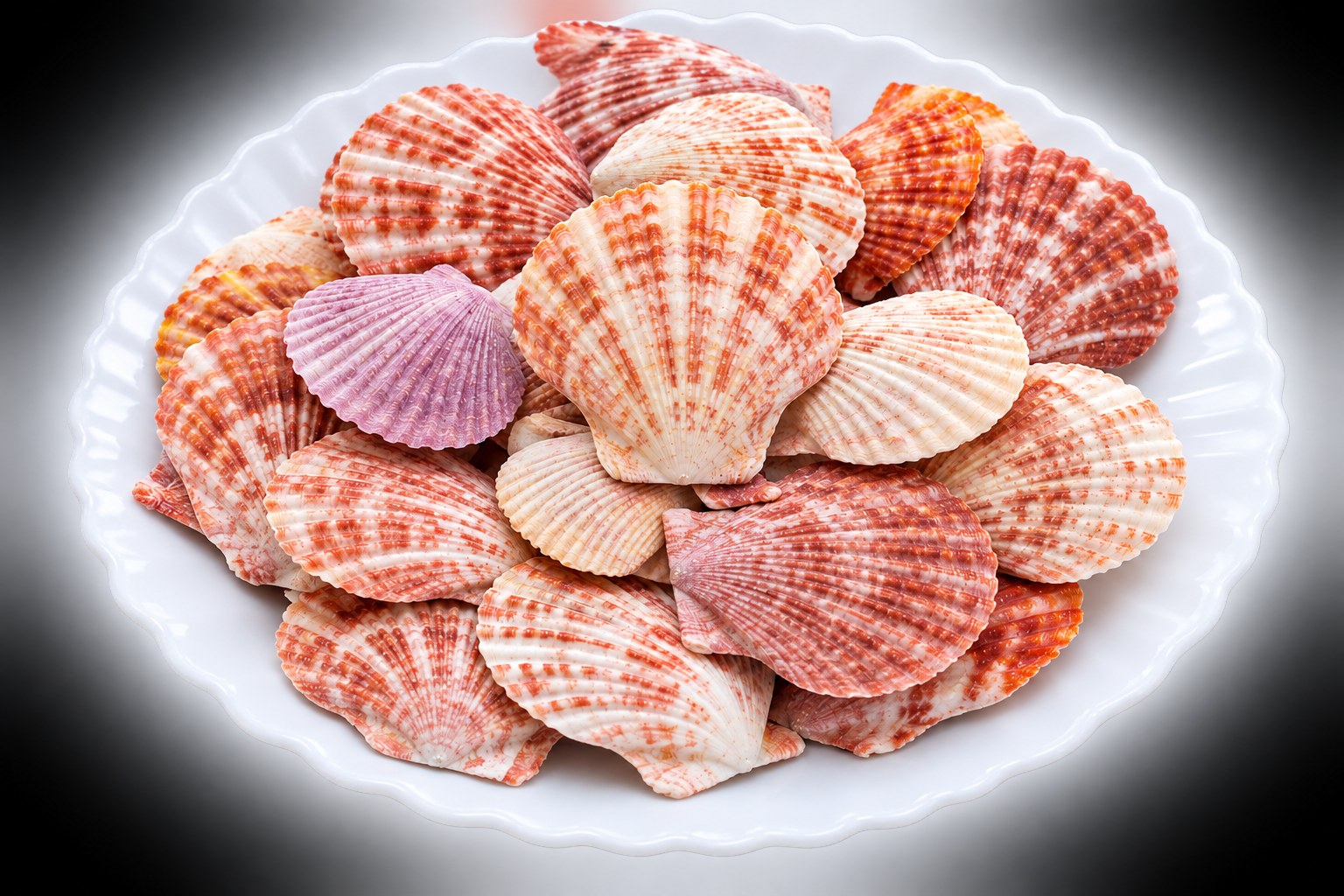 Pink Scallop Shells - Decorative Shells for Aquarium, Vase Filler & DIY Craft (100g Pack)