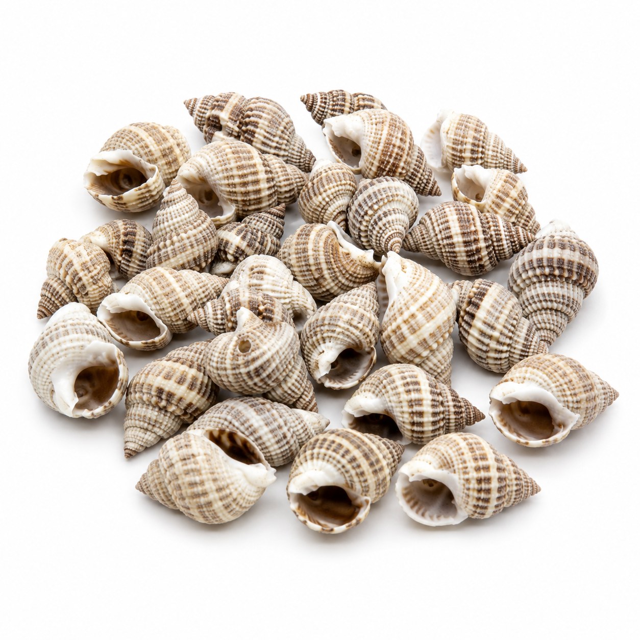 Mini Spindle Shells - Decorative Shells for Aquarium, Vase Filler & DIY Craft (100g Pack)