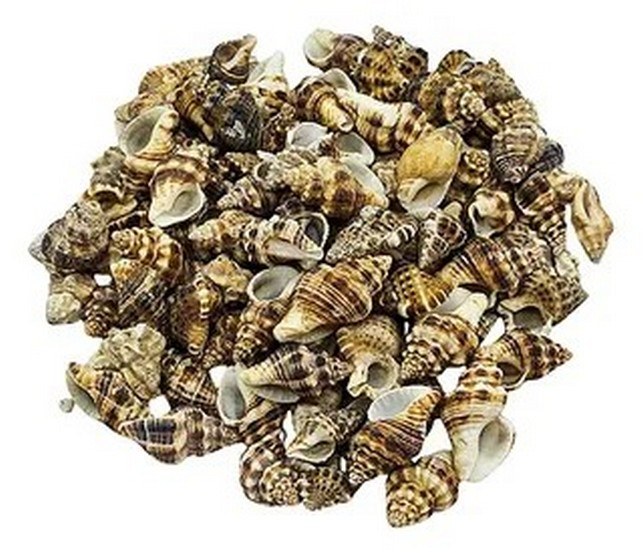 Mini Brown Conch Shells - Decorative Shells for Aquarium, Vase Filler & DIY Craft (300g Pack)