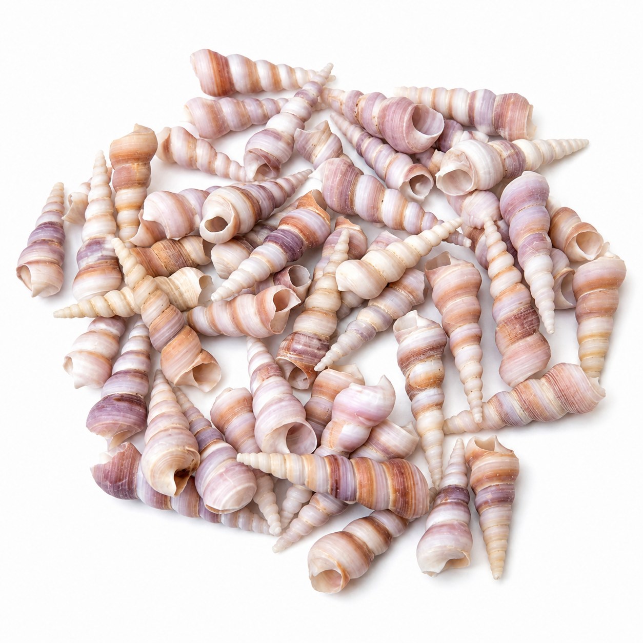 Purple Screw Spiral Shells - Decorative Shells for Aquarium, Vase Filler & DIY Craft (100g Pack)