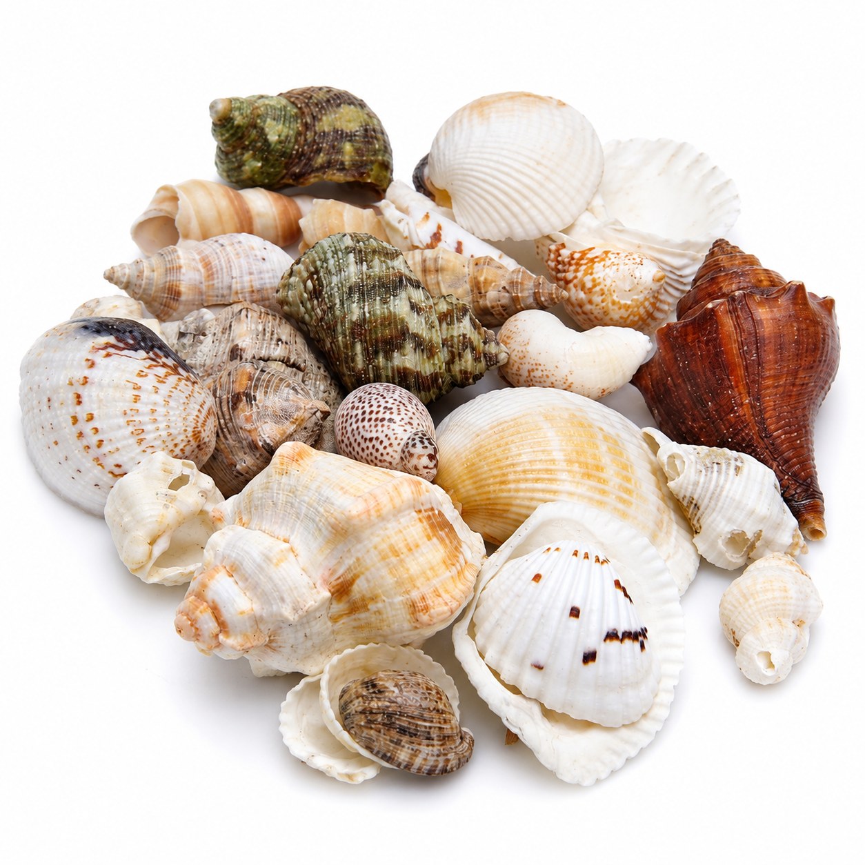 Assorted Mixed Shells - Decorative Shells for Aquarium, Vase Filler & DIY Craft (200g Pack)
