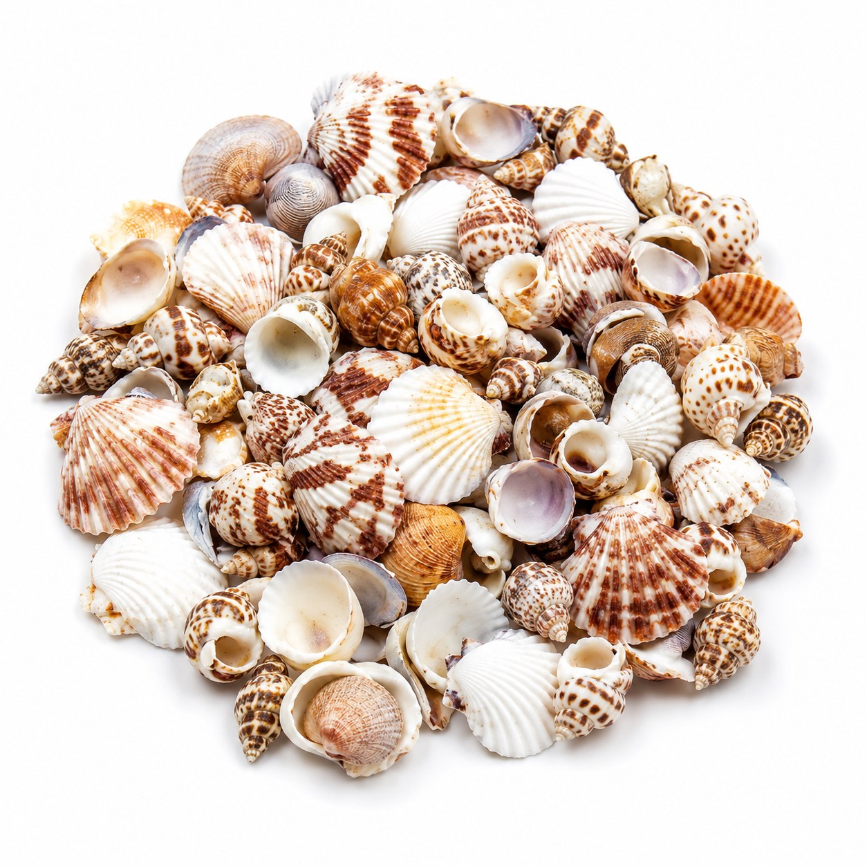 Assorted Small Shells Mix - Decorative Shells for Aquarium, Vase Filler & DIY Craft (300g Pack)