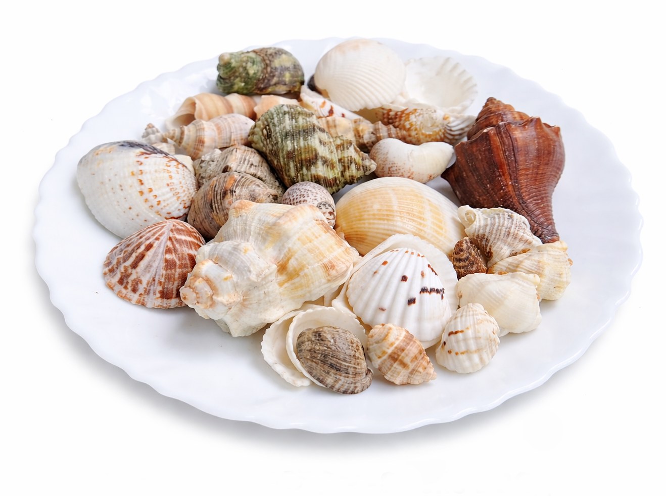 White Assorted Shells - Decorative Shells for Aquarium, Vase Filler & DIY Craft (200g Pack)