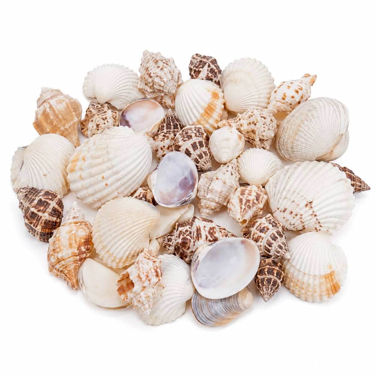 Assorted Conch Shells - Decorative Shells for Aquarium, Vase Filler & DIY Craft (100g Pack)