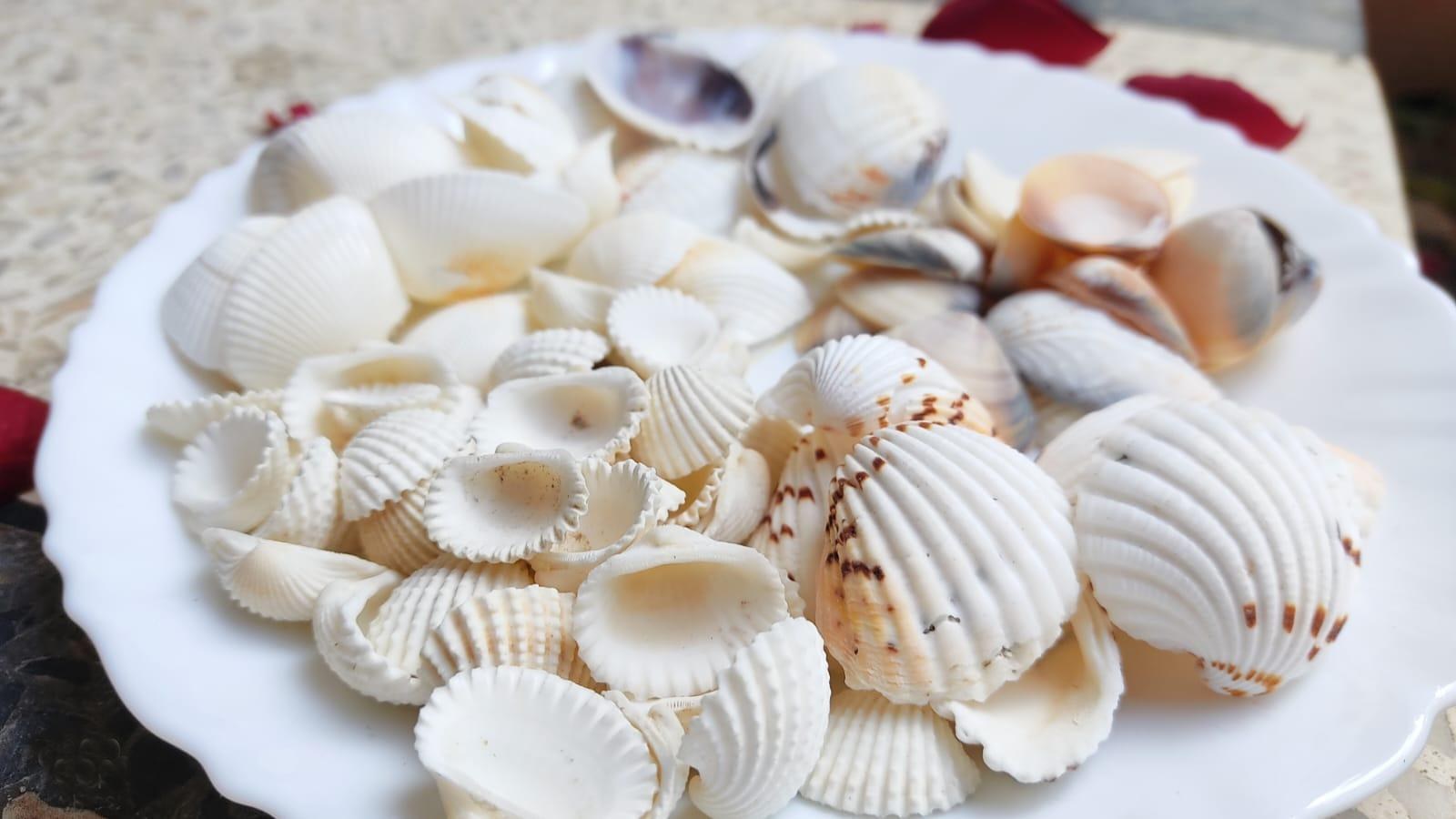 Assorted White Craft Shells - Decorative Shells for Aquarium, Vase Filler & DIY Craft (300g Pack)