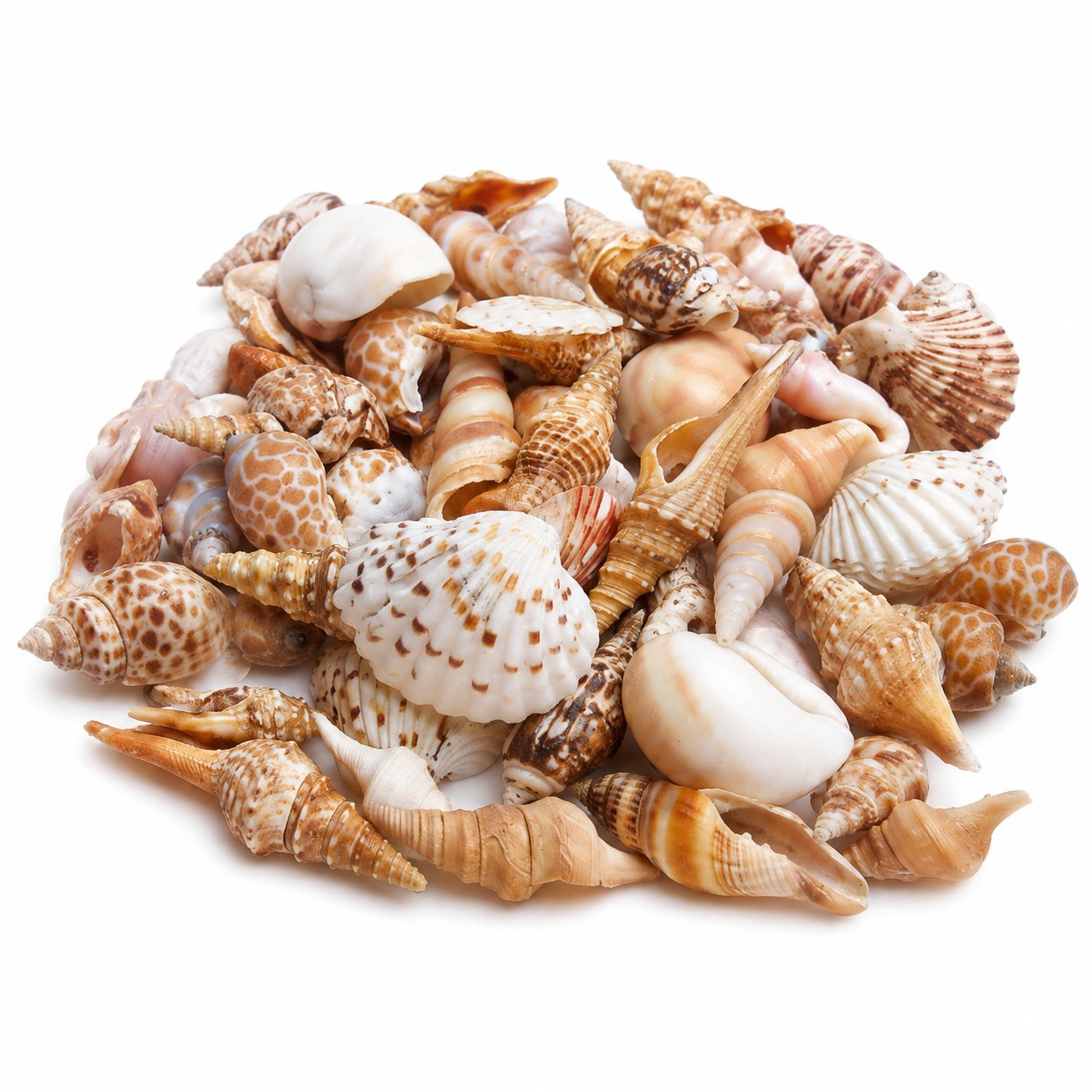 Assorted Craft Shell Mix - Decorative Shells for Aquarium, Vase Filler & DIY Craft (400g Pack)