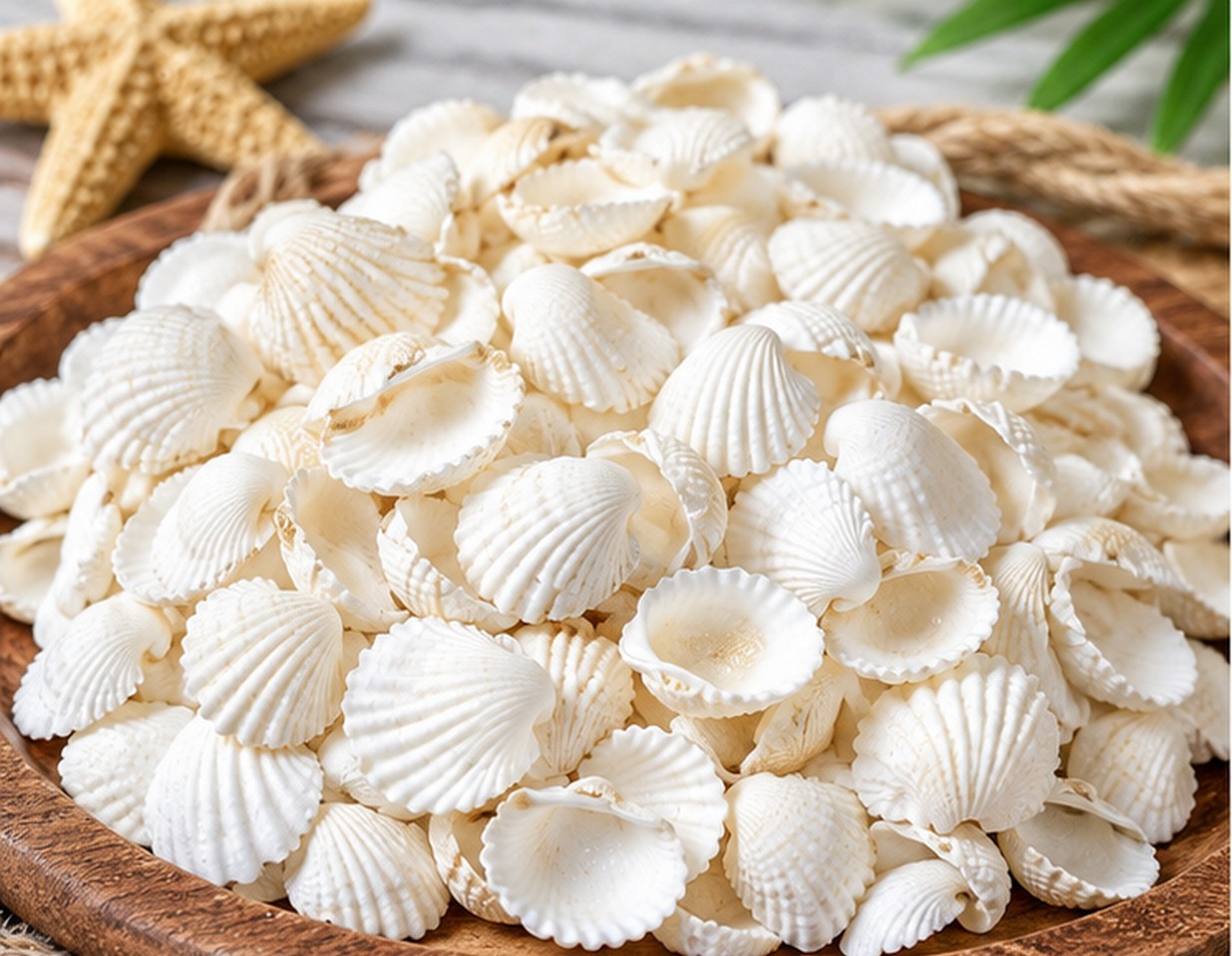 Tiny White Cockle Shells - Decorative Shells for Aquarium, Vase Filler & DIY Craft (200g Pack)