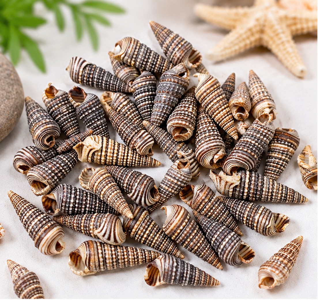 Tiny Striped Cone Shells - Decorative Shells for Aquarium, Vase Filler & DIY Craft (300g Pack)