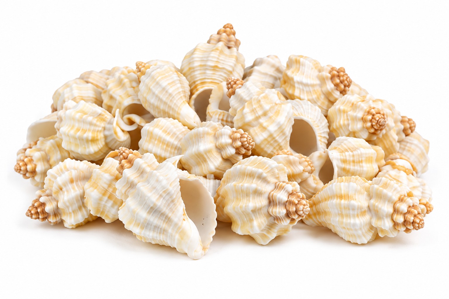Cream Ribbed Rock Shells - Decorative Shells for Aquarium, Vase Filler & DIY Craft (200g Pack)