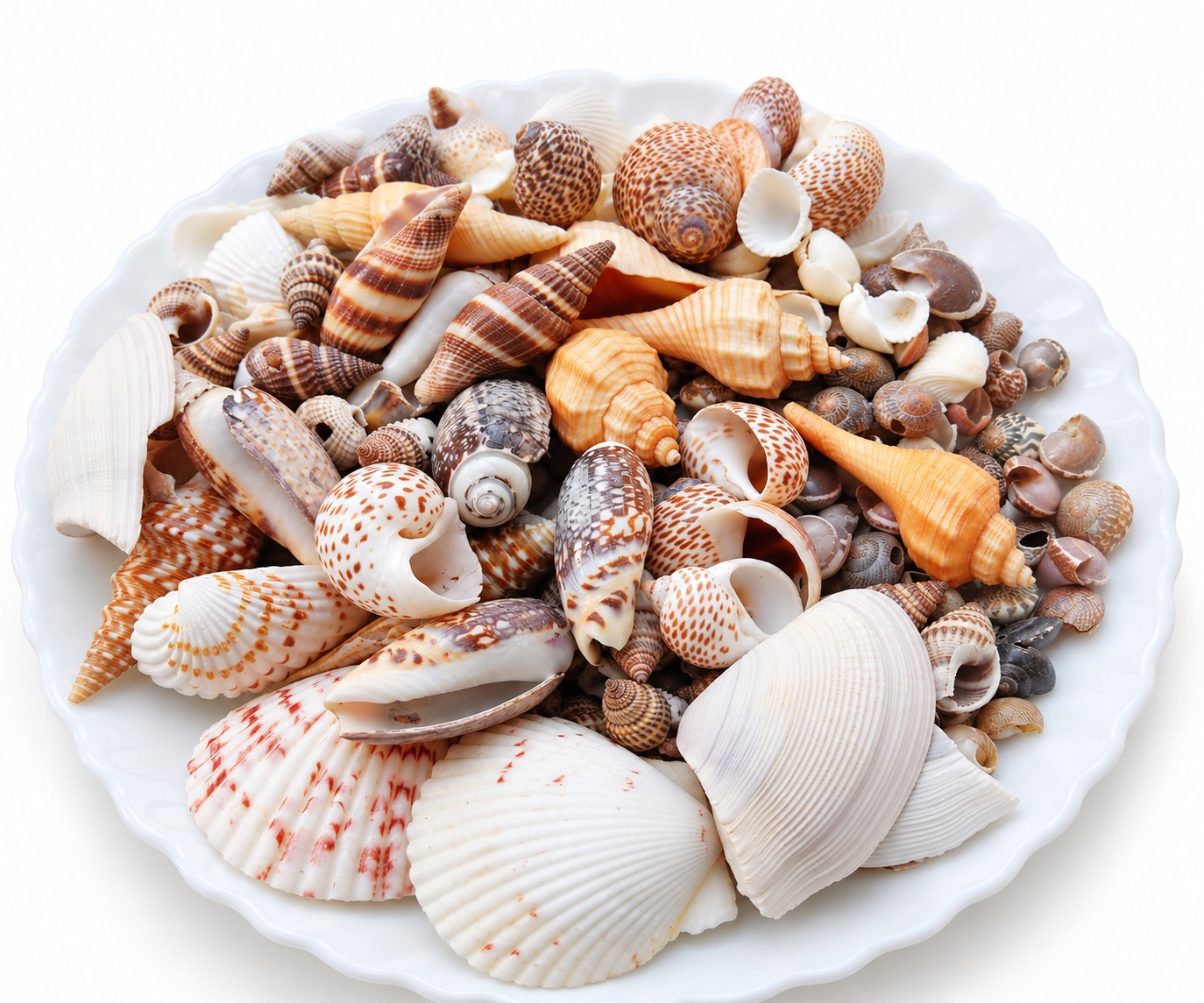 Brown and Cream Shell Mix - Decorative Shells for Aquarium, Vase Filler & DIY Craft (300g Pack)