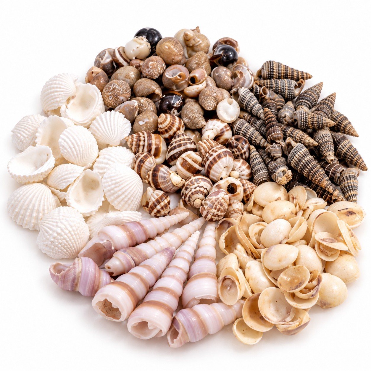 Tiny Resin Art Shell Mix - Decorative Shells for Aquarium, Vase Filler & DIY Craft (200g Pack)