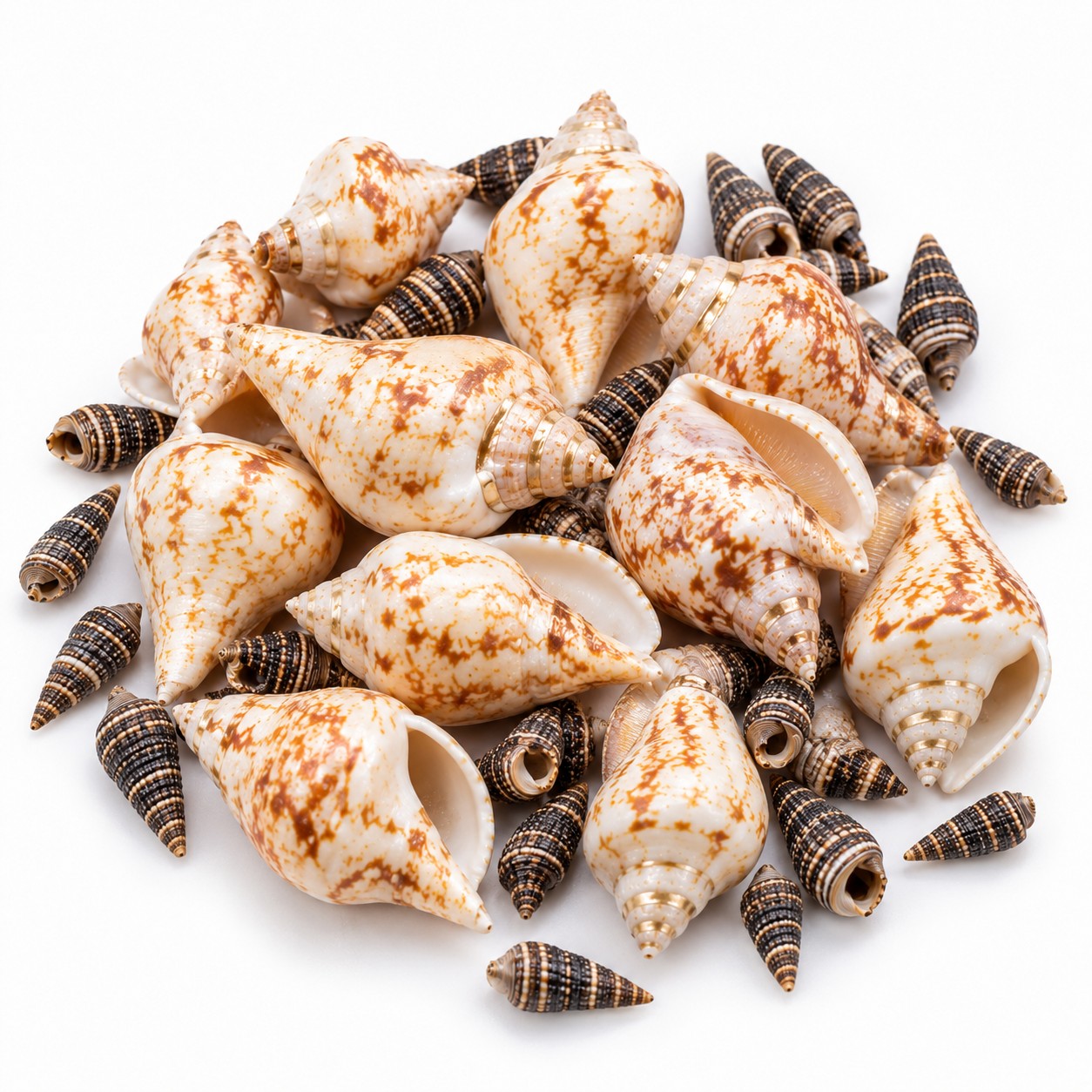 Two-Tone Cone Shell Mix - Decorative Shells for Aquarium, Vase Filler & DIY Craft (300g Pack)