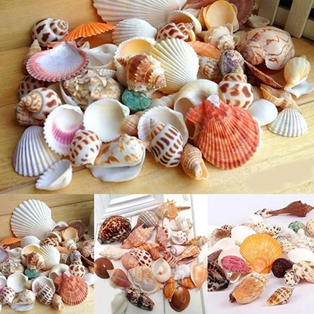 Mixed Sea shells — view 3