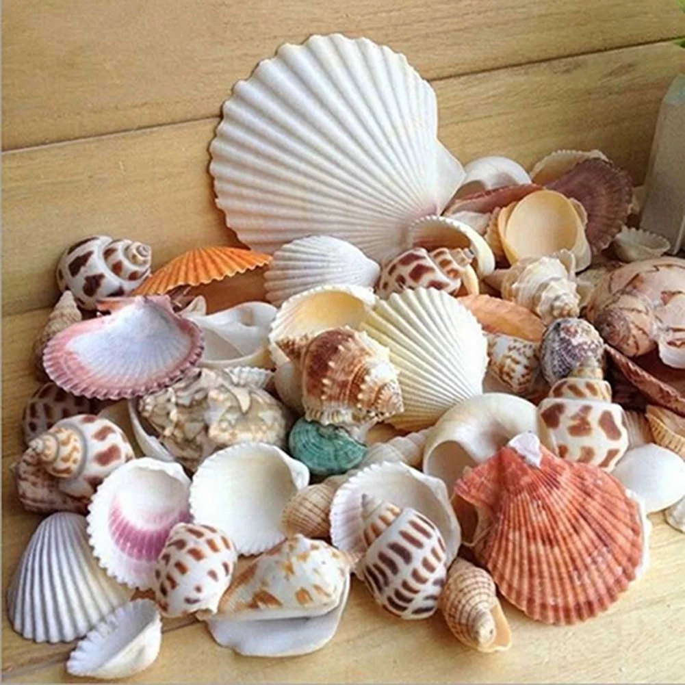 Mixed Sea shells — view 4