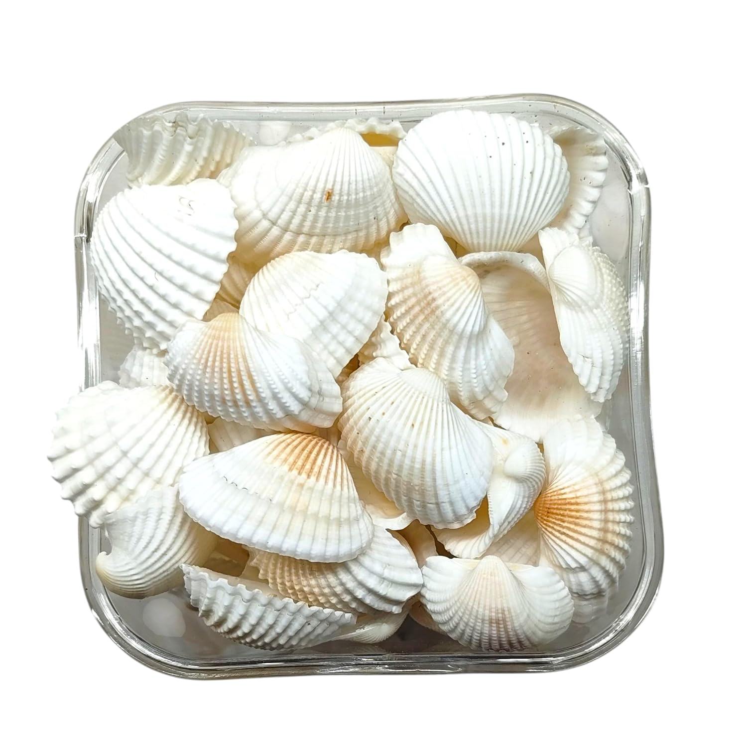 Off-white Mini Sea Shells for Aquarium , Craft Shale Unplanted Substrate  (White, 0.2 kg) — view 2