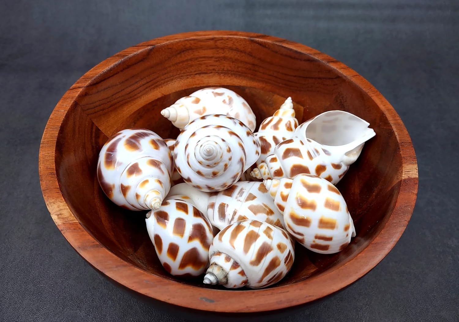 Brown Dots Conch Seashells Shale Unplanted Substrate — view 4